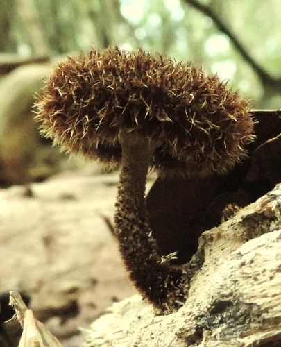 Lentinus berteroi