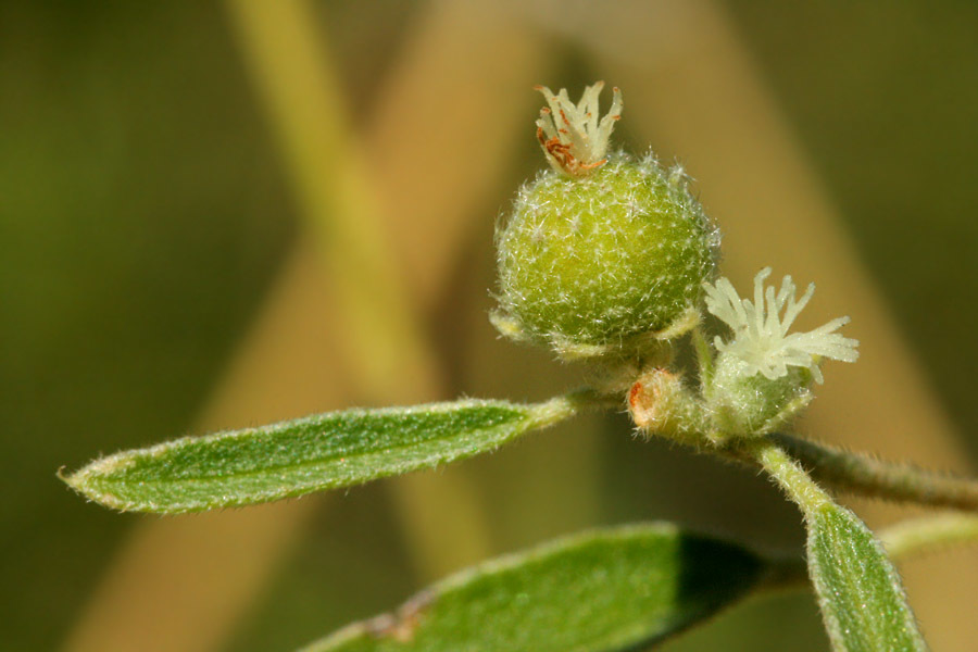 Croton texensis