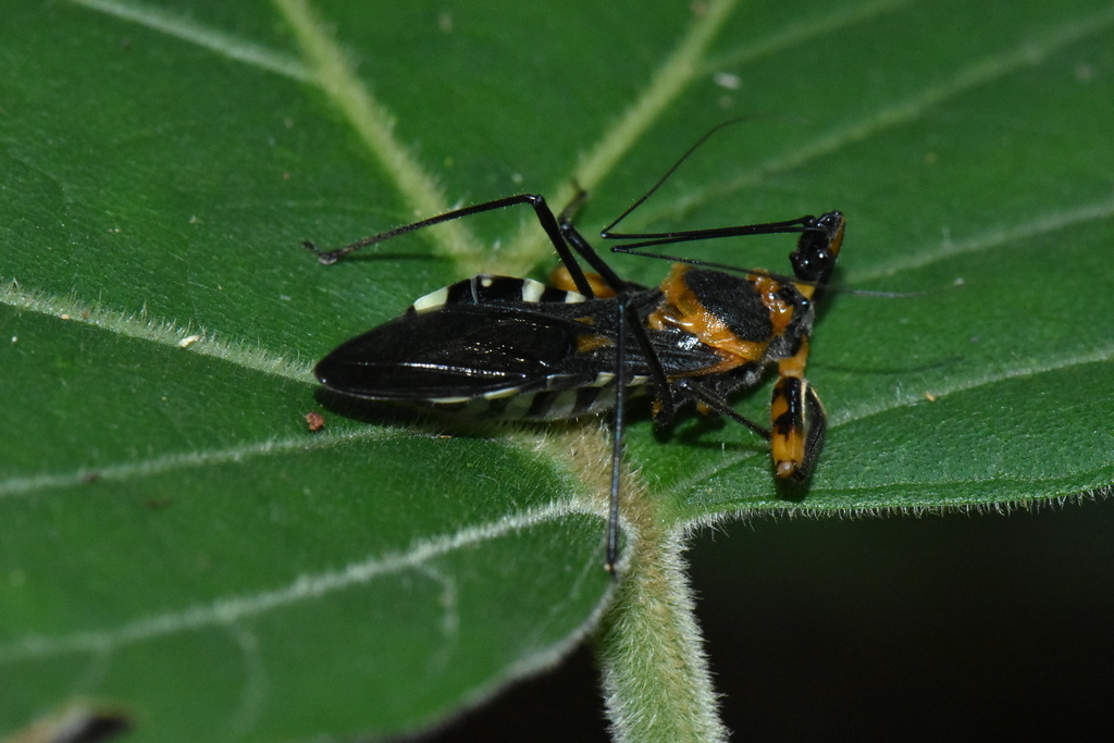 Rihirbus trochantericus