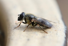 Cheilosia caerulescens