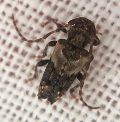 Pogonocherus hispidus