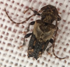 Pogonocherus hispidus