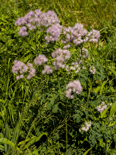 French meadow-rue