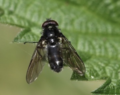 Cheilosia variabilis