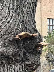 Cerioporus squamosus