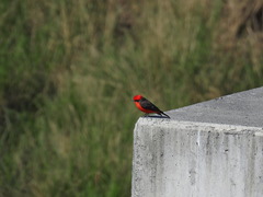 Pyrocephalus rubinus