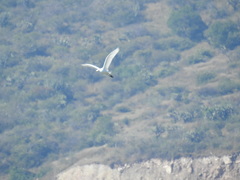 Bubulcus ibis