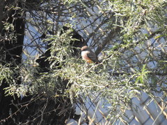 Pyrocephalus rubinus
