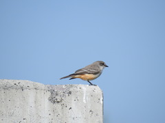 Pyrocephalus rubinus