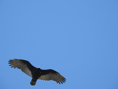 Cathartes aura