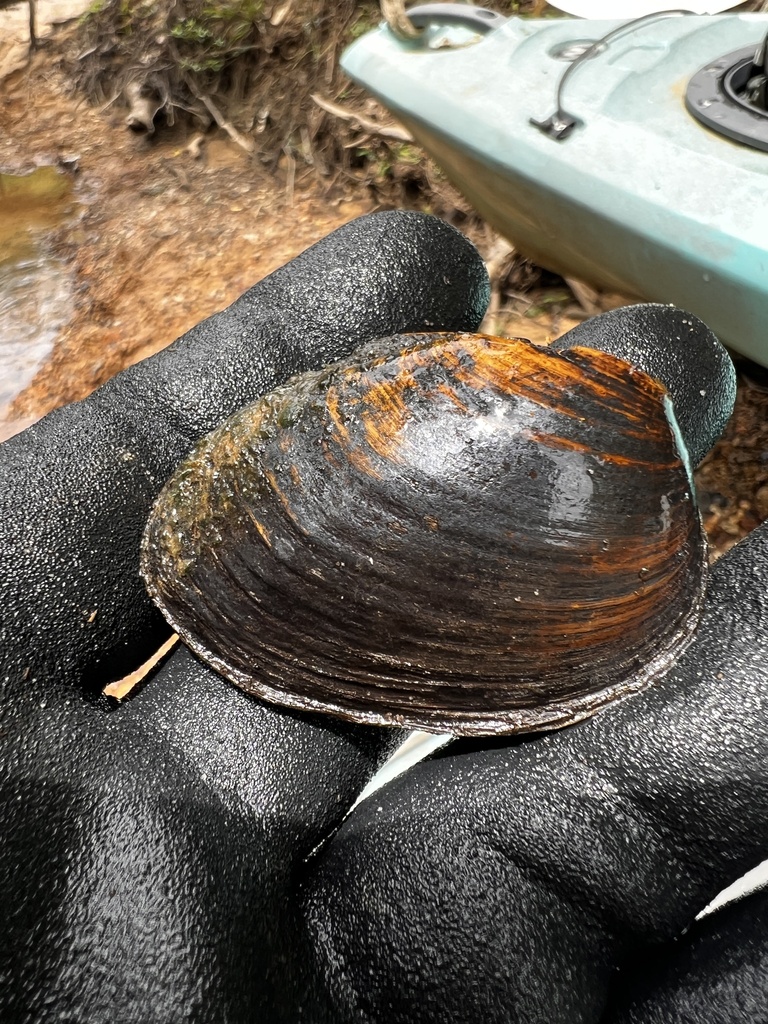 Southern Clubshell in May 2023 by Jesse Holifield · iNaturalist