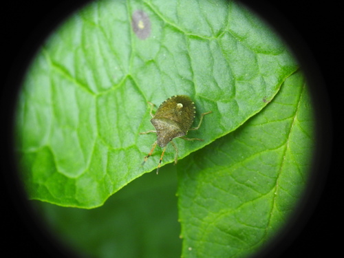 Vernal Shield Bug, 1261 Blaricum, Netherlands, photo 6 of 10