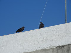 Columba livia