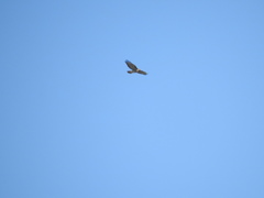 Buteo jamaicensis