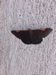Lepidoptera