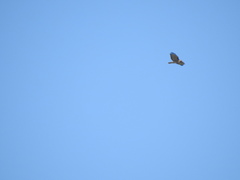 Buteo jamaicensis