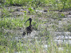 Plegadis chihi