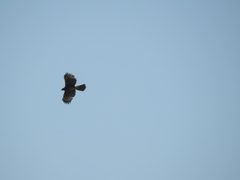 Parabuteo unicinctus