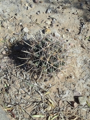 Coryphantha robustispina uncinata