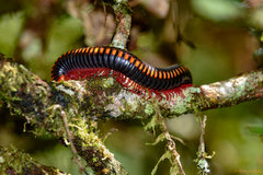 Aphistogoniulus cowani