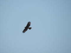 Parabuteo unicinctus