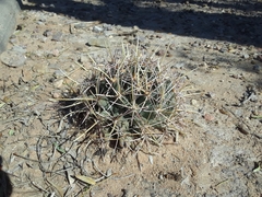 Coryphantha robustispina uncinata