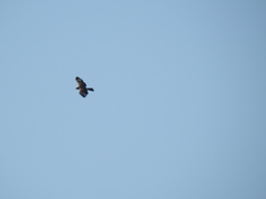 Parabuteo unicinctus