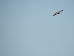 Parabuteo unicinctus