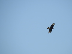 Caracara plancus
