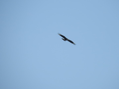 Caracara plancus