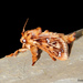 Euclea Slug Moths - Photo (c) Susan Elliott, some rights reserved (CC BY-NC), uploaded by Susan Elliott
