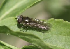 Platycheirus ambiguus