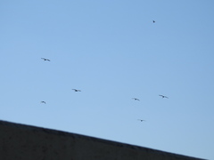 Plegadis chihi