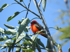 Pyrocephalus rubinus