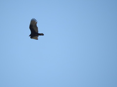 Cathartes aura