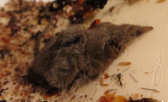 Notiosorex crawfordi