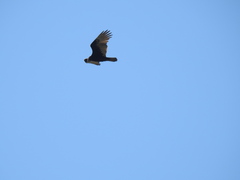 Cathartes aura
