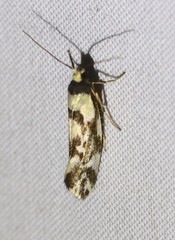 Lactura cristata