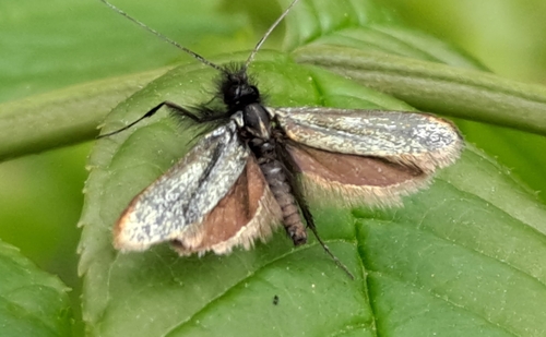 Adela reaumurella