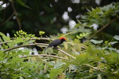 Malimbus rubricollis