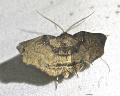 Aroana hemicyclophora