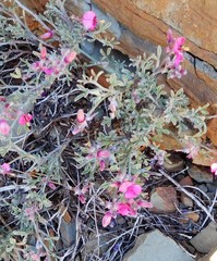 Indigofera complicata