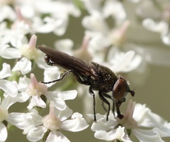 Riponnensia splendens