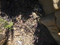 Indigofera complicata