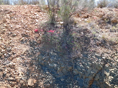 Indigofera complicata
