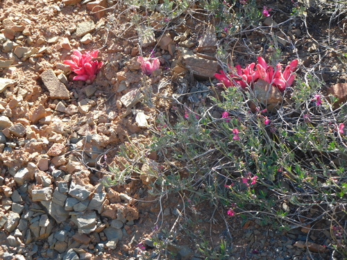 Image of Indigofera complicata by (c) Charles Stirton, some rights reserved (CC BY-SA)
