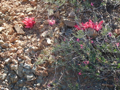Indigofera complicata