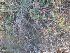 Indigofera complicata