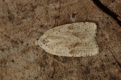 Agonopterix assimilella