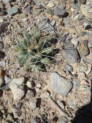 Coryphantha robustispina uncinata